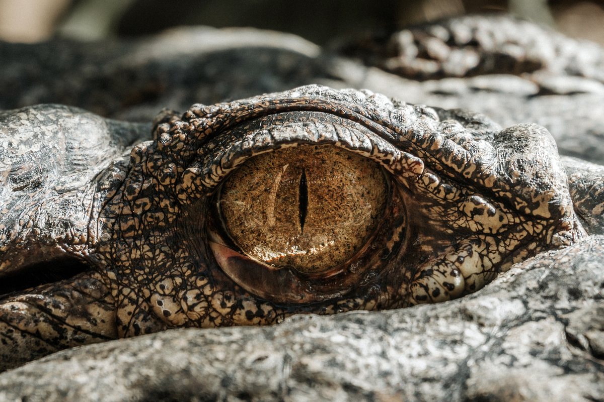 samuel-scrimshaw-361584-unsplash